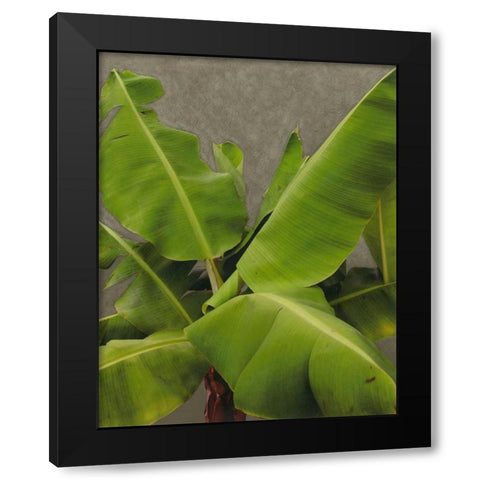 Non-Embellished Dramatic Leaves III Black Modern Wood Framed Art Print with Double Matting by Zarris, Charliklia