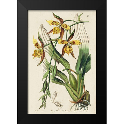 Small Spring Orchid I Black Modern Wood Framed Art Print by Ridgeway