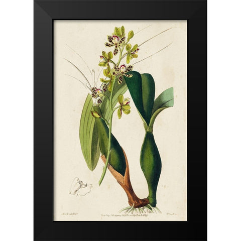 Small Spring Orchid III Black Modern Wood Framed Art Print by Ridgeway