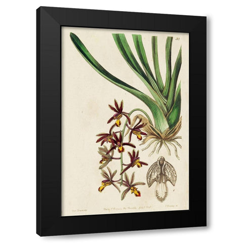 Small Spring Orchid V Black Modern Wood Framed Art Print by Ridgeway