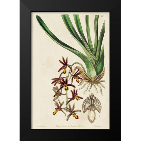 Small Spring Orchid V Black Modern Wood Framed Art Print by Ridgeway