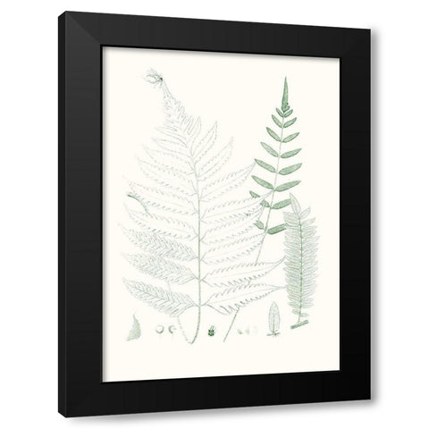 Verdure Ferns II Black Modern Wood Framed Art Print with Double Matting by Vision Studio