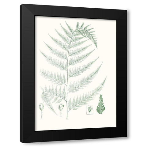 Verdure Ferns III Black Modern Wood Framed Art Print with Double Matting by Vision Studio