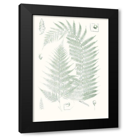 Verdure Ferns IV Black Modern Wood Framed Art Print with Double Matting by Vision Studio