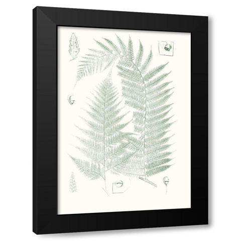 Verdure Ferns IV Black Modern Wood Framed Art Print by Vision Studio