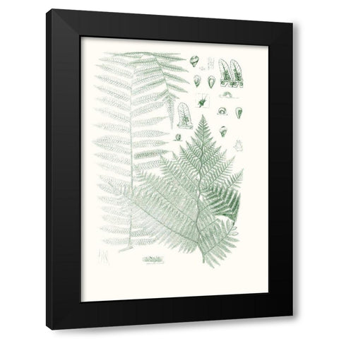 Verdure Ferns V Black Modern Wood Framed Art Print with Double Matting by Vision Studio