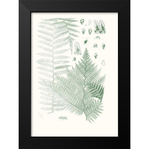 Verdure Ferns V Black Modern Wood Framed Art Print by Vision Studio