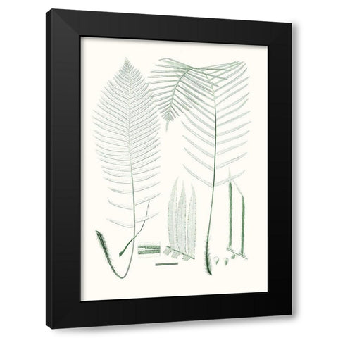 Verdure Ferns VII Black Modern Wood Framed Art Print by Vision Studio