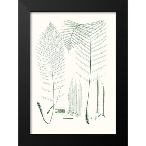 Verdure Ferns VII Black Modern Wood Framed Art Print by Vision Studio