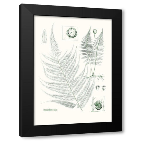 Verdure Ferns VIII Black Modern Wood Framed Art Print with Double Matting by Vision Studio