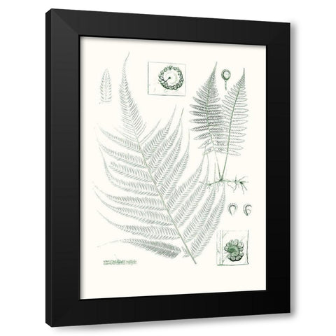 Verdure Ferns VIII Black Modern Wood Framed Art Print by Vision Studio