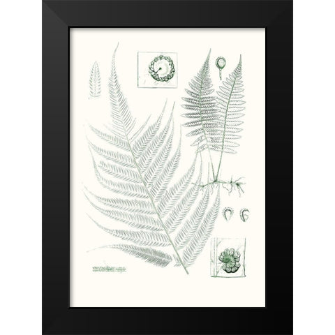 Verdure Ferns VIII Black Modern Wood Framed Art Print by Vision Studio