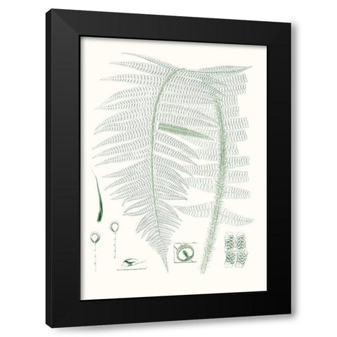 Verdure Ferns IX Black Modern Wood Framed Art Print with Double Matting by Vision Studio