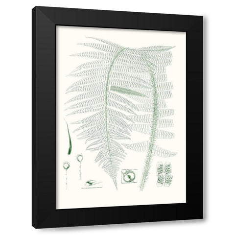 Verdure Ferns IX Black Modern Wood Framed Art Print by Vision Studio