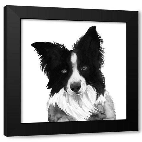 Border Collie I Black Modern Wood Framed Art Print with Double Matting by Popp, Grace