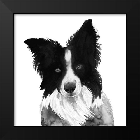 Border Collie I Black Modern Wood Framed Art Print by Popp, Grace