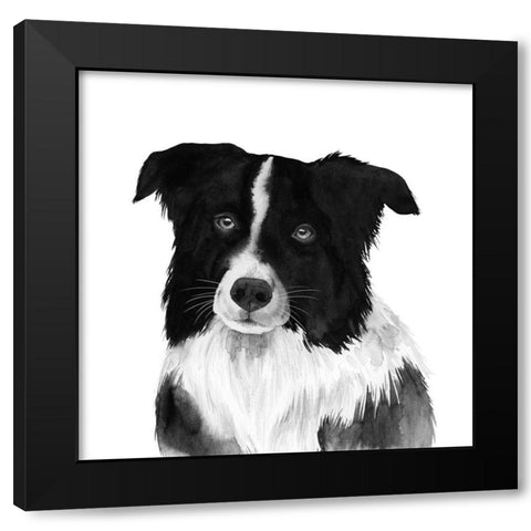 Border Collie II Black Modern Wood Framed Art Print with Double Matting by Popp, Grace