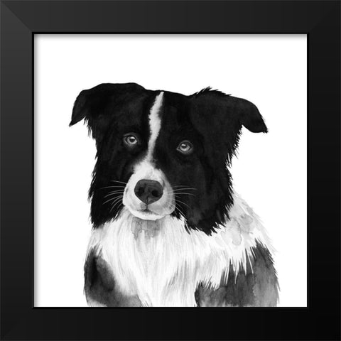 Border Collie II Black Modern Wood Framed Art Print by Popp, Grace