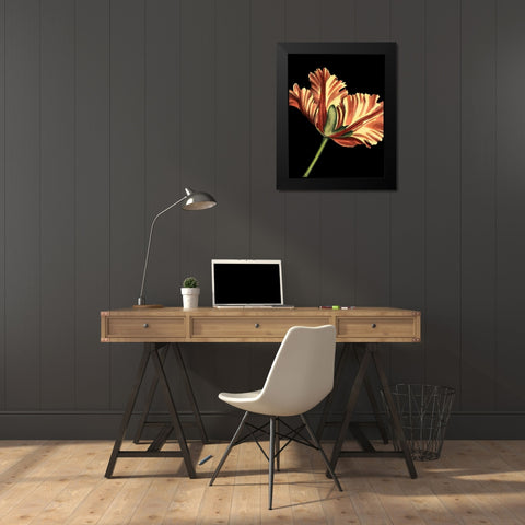 Vibrant Tulips I Black Modern Wood Framed Art Print by Harper, Ethan