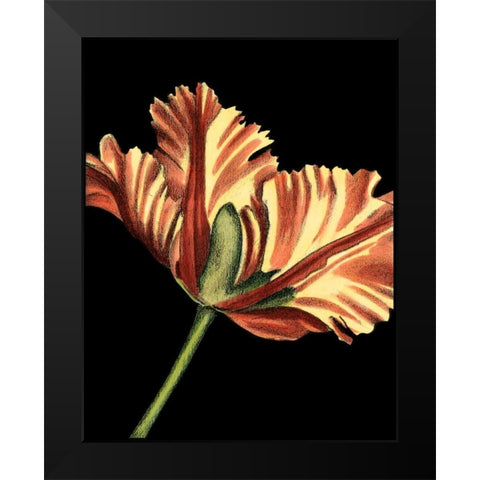 Vibrant Tulips I Black Modern Wood Framed Art Print by Harper, Ethan