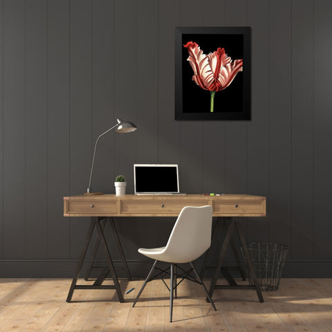 Vibrant Tulips II Black Modern Wood Framed Art Print by Harper, Ethan
