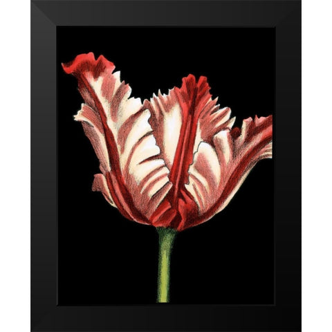 Vibrant Tulips II Black Modern Wood Framed Art Print by Harper, Ethan