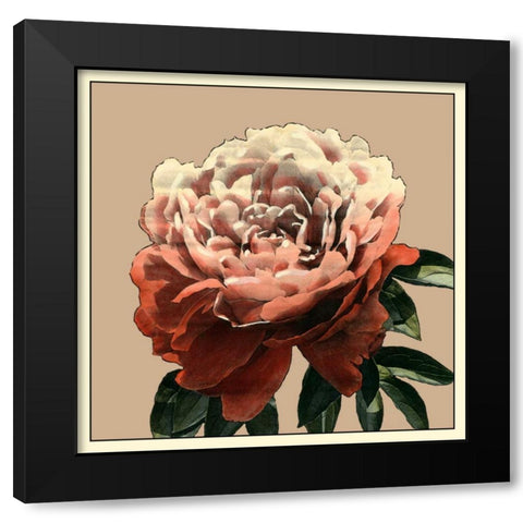 Heirloom Rose II Black Modern Wood Framed Art Print with Double Matting by Zarris, Chariklia