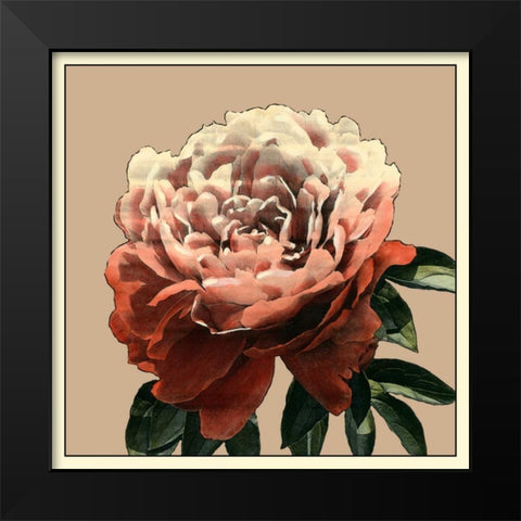 Heirloom Rose II Black Modern Wood Framed Art Print by Zarris, Chariklia