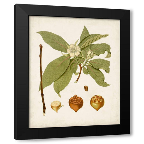 Antique Leaves I Black Modern Wood Framed Art Print by Unknown