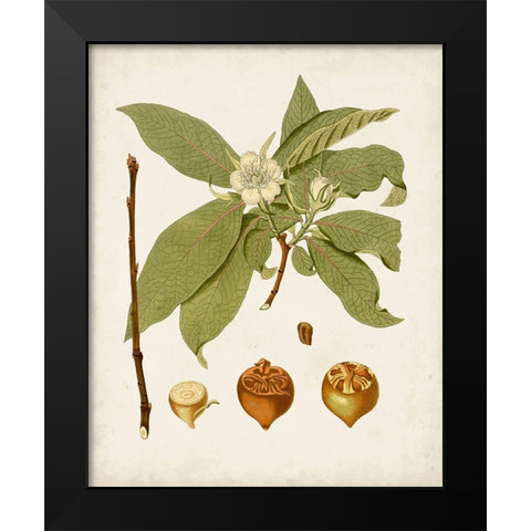 Antique Leaves I Black Modern Wood Framed Art Print by Unknown
