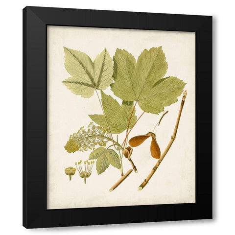 Antique Leaves IV Black Modern Wood Framed Art Print with Double Matting by Unknown
