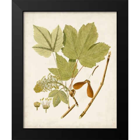 Antique Leaves IV Black Modern Wood Framed Art Print by Unknown