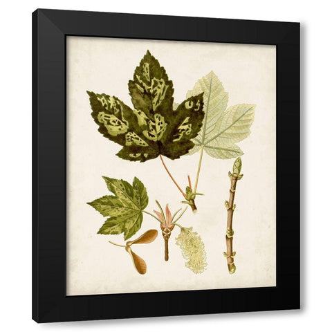Antique Leaves V Black Modern Wood Framed Art Print with Double Matting by Unknown