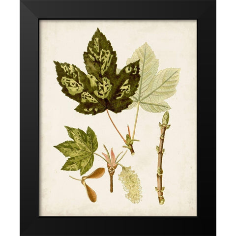 Antique Leaves V Black Modern Wood Framed Art Print by Unknown