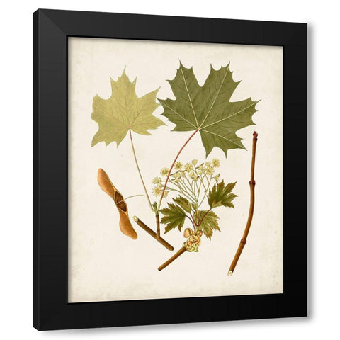 Antique Leaves VI Black Modern Wood Framed Art Print with Double Matting by Unknown