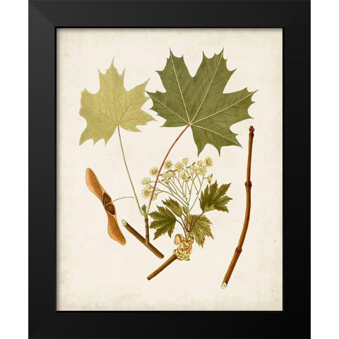 Antique Leaves VI Black Modern Wood Framed Art Print by Unknown
