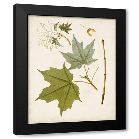 Antique Leaves VII Black Modern Wood Framed Art Print with Double Matting by Unknown