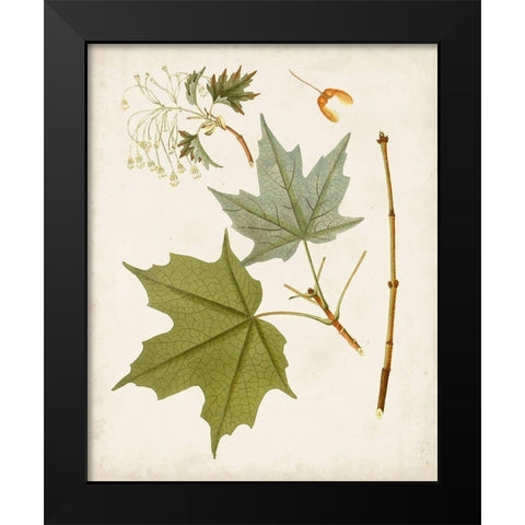 Antique Leaves VII Black Modern Wood Framed Art Print by Unknown