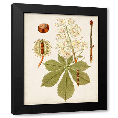 Antique Leaves VIII Black Modern Wood Framed Art Print by Unknown