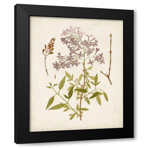 Vintage Flowering Trees I Black Modern Wood Framed Art Print with Double Matting by Unknown