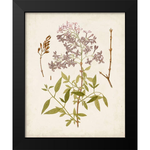 Vintage Flowering Trees I Black Modern Wood Framed Art Print by Unknown
