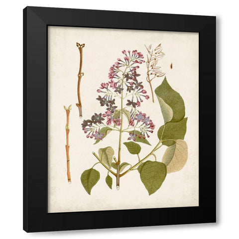 Vintage Flowering Trees II Black Modern Wood Framed Art Print by Unknown