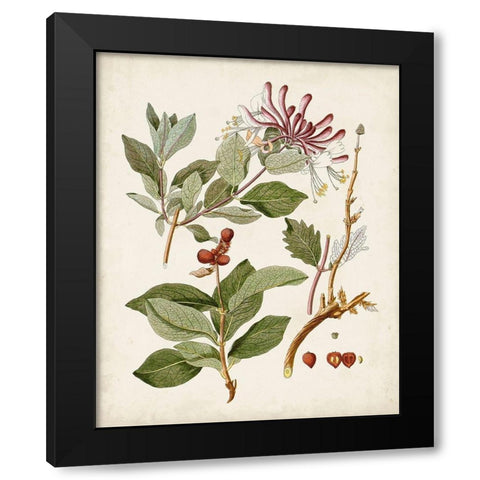 Vintage Flowering Trees III Black Modern Wood Framed Art Print by Unknown