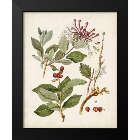 Vintage Flowering Trees III Black Modern Wood Framed Art Print by Unknown