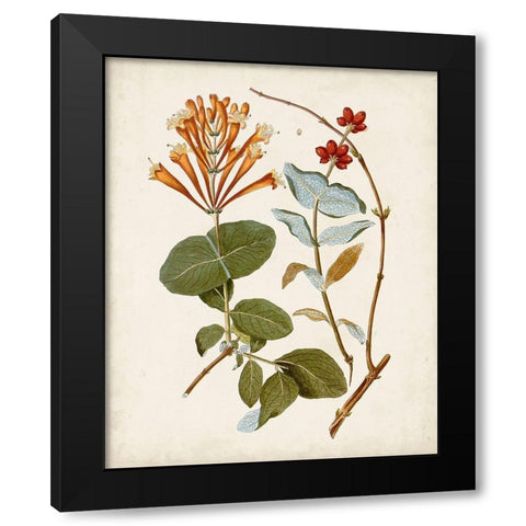 Vintage Flowering Trees IV Black Modern Wood Framed Art Print with Double Matting by Unknown