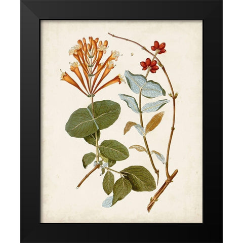Vintage Flowering Trees IV Black Modern Wood Framed Art Print by Unknown