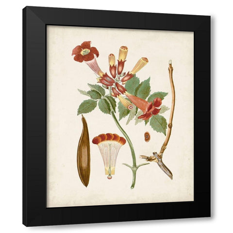 Vintage Flowering Trees V Black Modern Wood Framed Art Print by Unknown