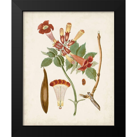 Vintage Flowering Trees V Black Modern Wood Framed Art Print by Unknown