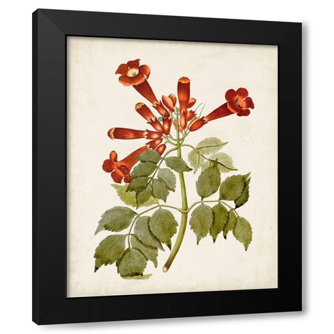 Vintage Flowering Trees VI Black Modern Wood Framed Art Print with Double Matting by Unknown