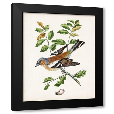 Antique Bird-Botanical and Egg II Black Modern Wood Framed Art Print with Double Matting by Unknown